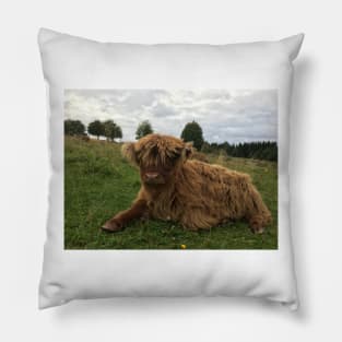 Scottish Highland Cattle Calf 1516 Pillow