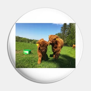 Scottish Highland Cattle Calves 1760 Pin