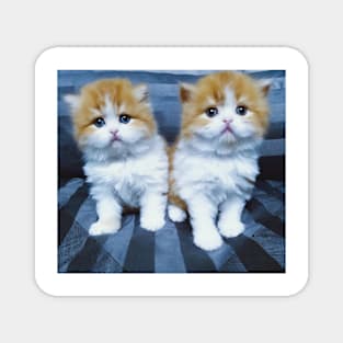 The twin cute cats Magnet