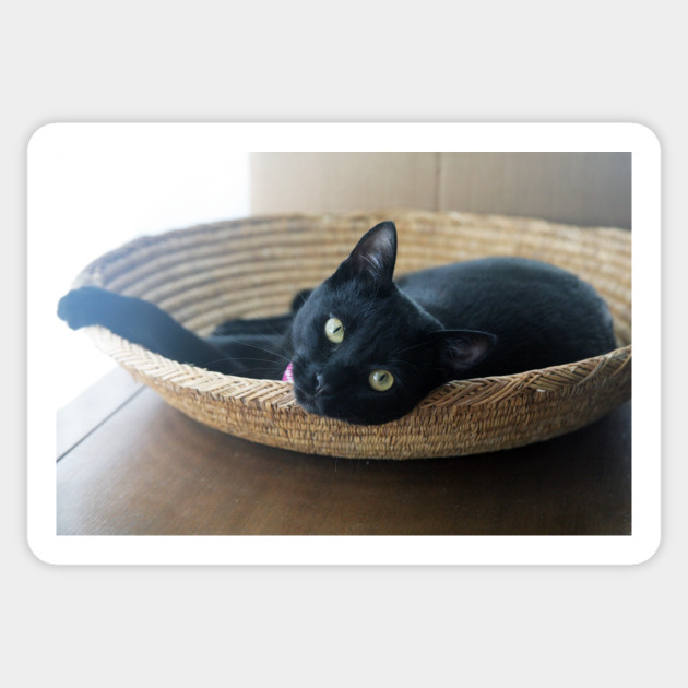 Black Cat Lounging In A Basket Blackcats Sticker Teepublic