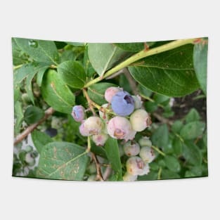 Ripening Blueberries Tapestry