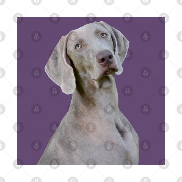 purple weimaraner by Noamdelf06