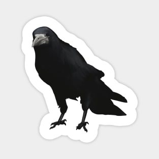 The disapproving Rook Magnet