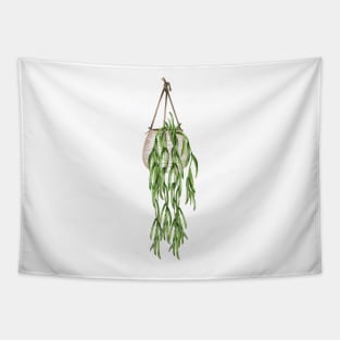 Hoya Linearis Tapestry