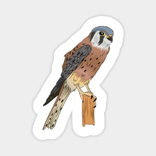 American Kestrel bird illustration Magnet