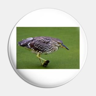 Juvenile Black-crowned Night Heron Pin