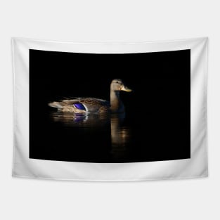 ♫ Black duck in July ♪ Black duck in July ♫ Tapestry