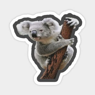 Koala Magnet