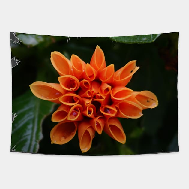 Orange Dahlia Tapestry by Nicole Gath Photography