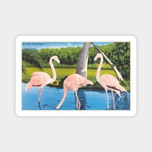 Florida Flamingos postcard Magnet