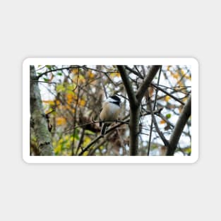 Black-capped Chickadee Perched In A Tree Magnet