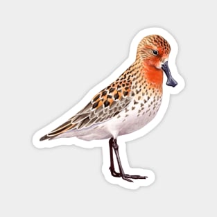 Spoon-billed Sandpiper Magnet