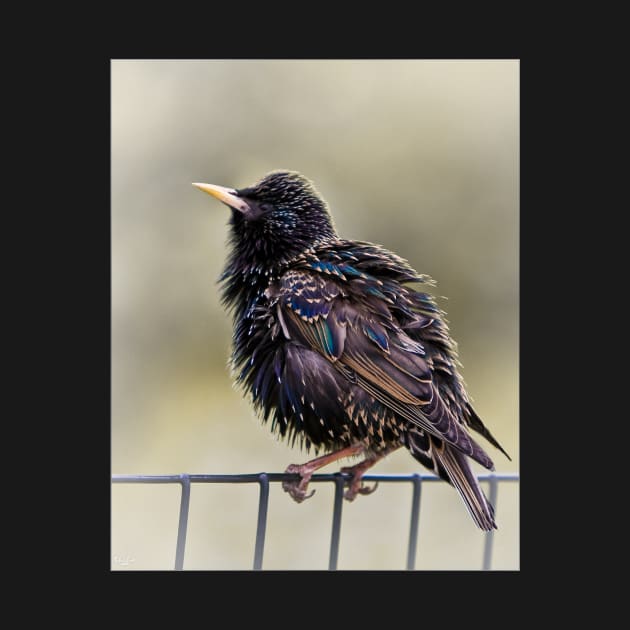 Starling by Chris Lord