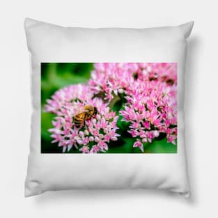 Bee On Stonecrop Flower 2 Pillow