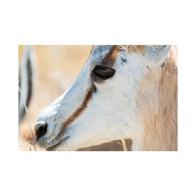 Springbok Portrait - Etosha National Park, Namibia by holgermader