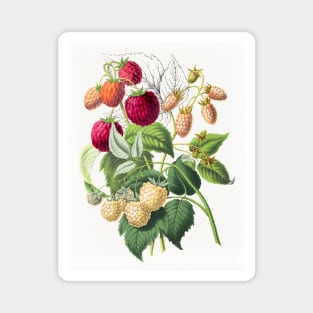 Vintage strawberry illustration Magnet