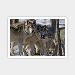 Wolf Pack Magnet