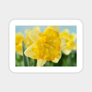 Narcissus  &#39;Blazing Starlet&#39;    Div 11a  Split-corona Collar Daffodil Magnet