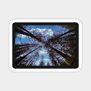 Wide angle fisheye photograph of trees Magnet