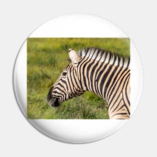 Zebra. Pin