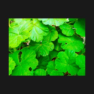 Green Leaves Photograph T-Shirt