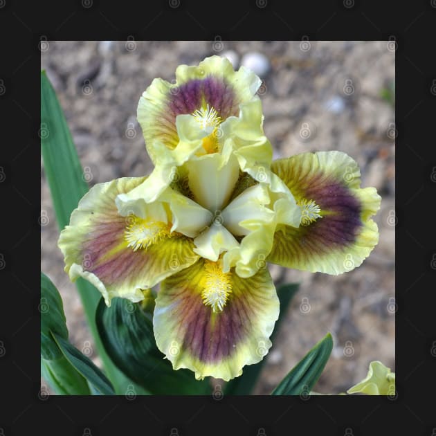 Yellow Bearded Iris Closeup by DesignMore21