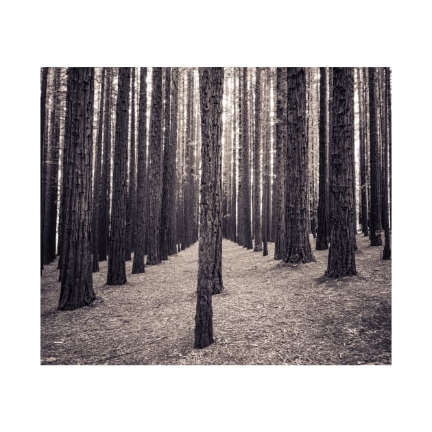 Speckled light & tall trees by LukeDavidPhoto