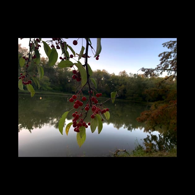 Red Berries Against a Peaceful Pond - Tomahawk Creek Pond Overland Park KS by Zen Goat 