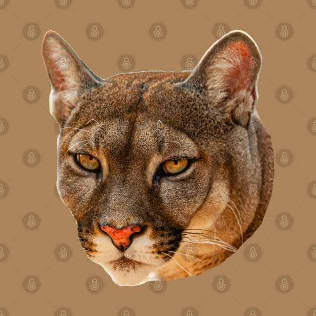 Mountain Lion stare by dalyndigaital2@gmail.com