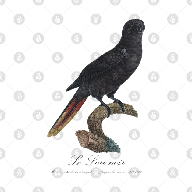 Black Lory / Le Lori Noir - Jacques Barraband 19th century Illustration by SPJE Illustration Photography