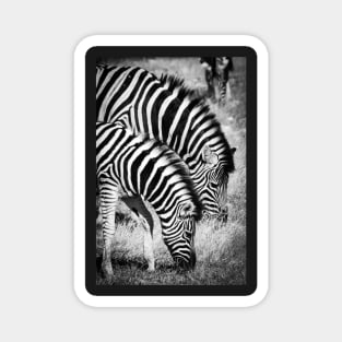 Two zebra. Magnet