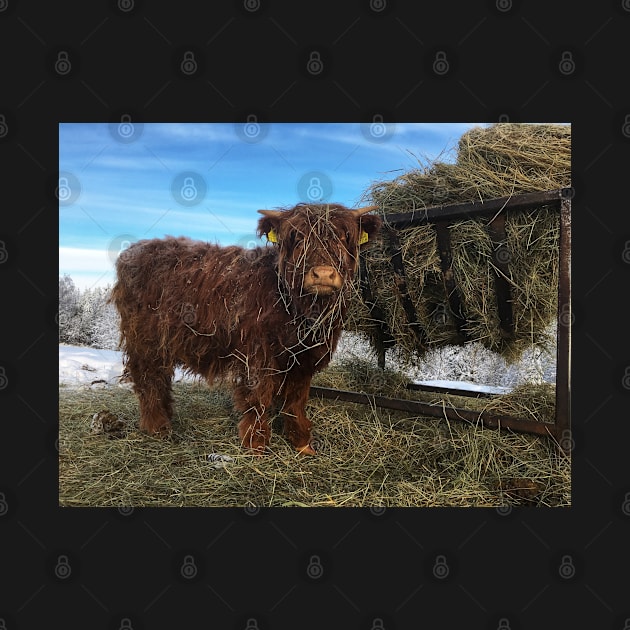 Scottish Highland Cattle Calf 1897 by SaarelaHighland