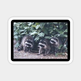 Baby Raccoons. Magnet