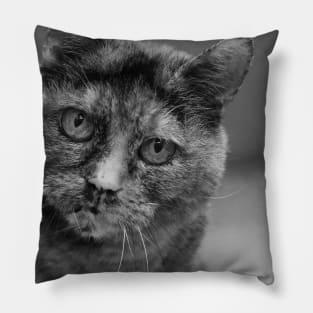 Black and White Tortoiseshell Cat Photograph Pillow