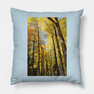 Autumn sun through the trees Pillow