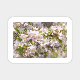 Springtime Pink Apple Blossoms - Okanagan Valley Magnet