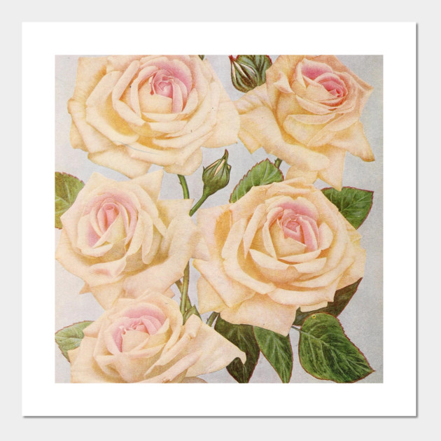Vintage White Rose Painting 1920 White Roses Posters And Art Prints Teepublic Uk