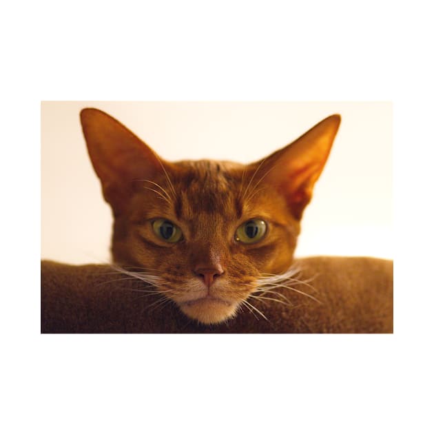 Abyssinian cat by kawaii_shop