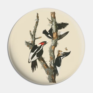 Audubons Ivory-billed Woodpecker Pin