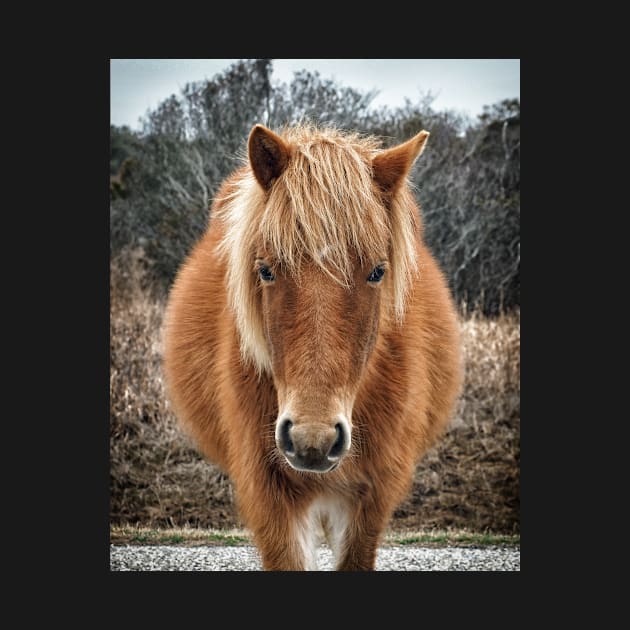 Assateague Island Horse Mieke’s Noe’lani by Swartwout