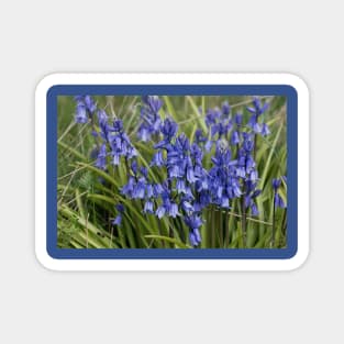 English Wild Flowers - Clump of Bluebells Magnet