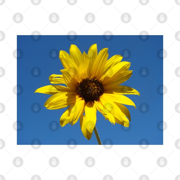 Sunflower by Chris Petty