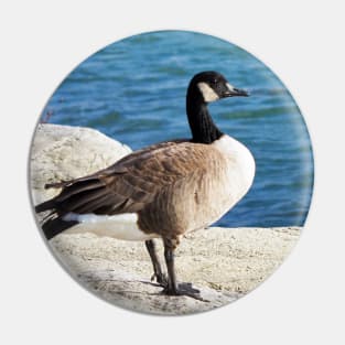 Canada Goose Standing On Some Rocks Next To A Lake Pin