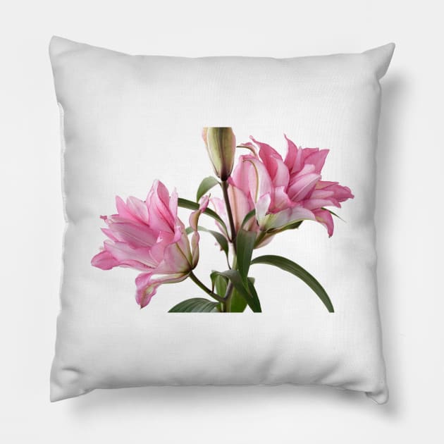 Lilium  Roselily Isabella  Double Oriental hybrid Lily Pillow by chrisburrows