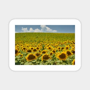 Sunflower field in the summer Magnet