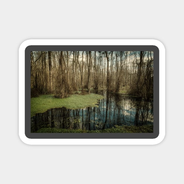 Swamp in Southeastern Georgia Magnet by Gestalt Imagery