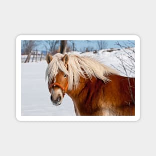 Belgian Horse In Winter Magnet