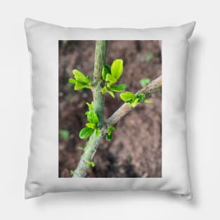 Gardenia Sprout Pillow