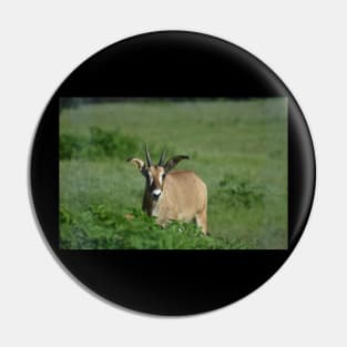 Roan Antelope Pin