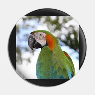 Harlequin Macaw Portrait Pin